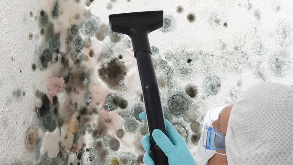 black mould remediation Sydney